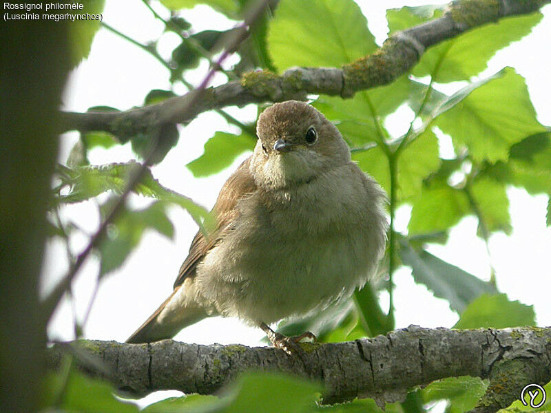 Common Nightingale