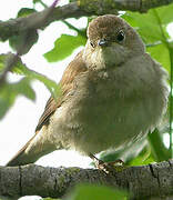 Common Nightingale