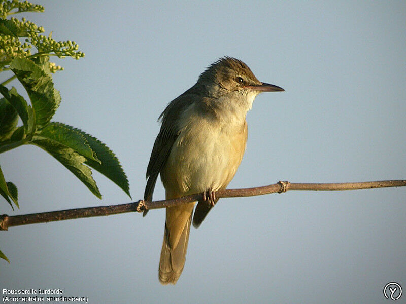 Great Reed Warbler