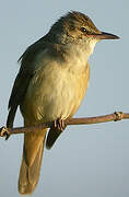 Great Reed Warbler