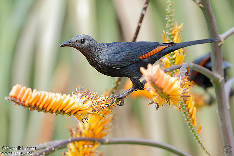 Red-winged Starling female adult, identification