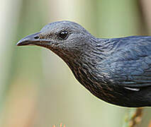 Red-winged Starling