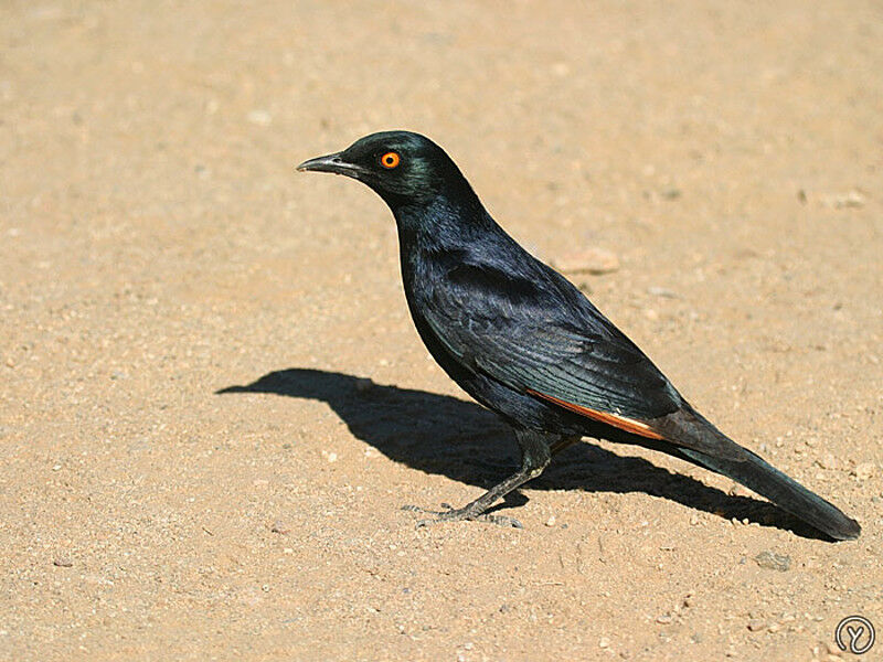 Pale-winged Starlingadult, identification