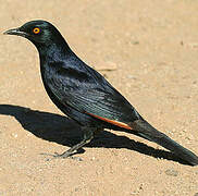 Pale-winged Starling