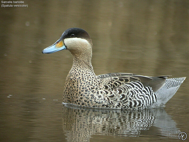 Silver Teal