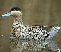 Silver Teal