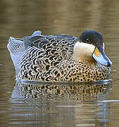 Silver Teal