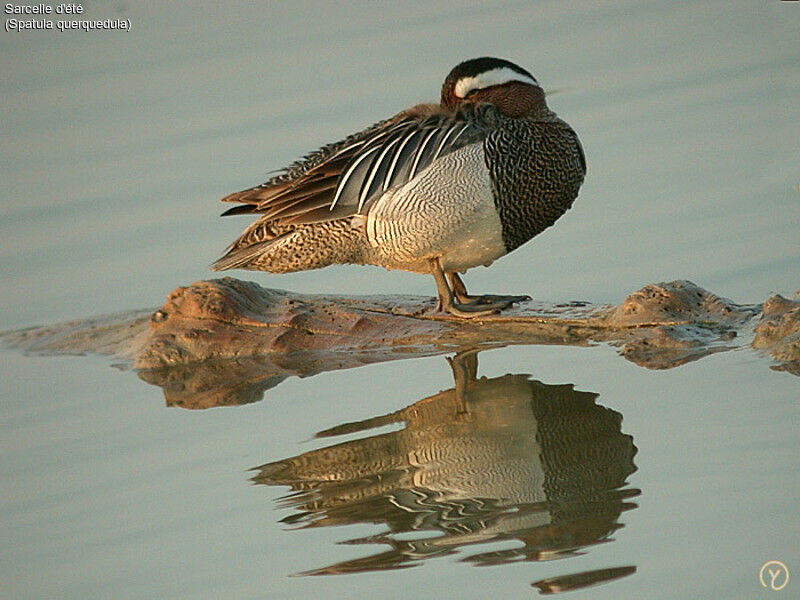 Garganey