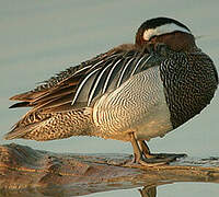 Garganey