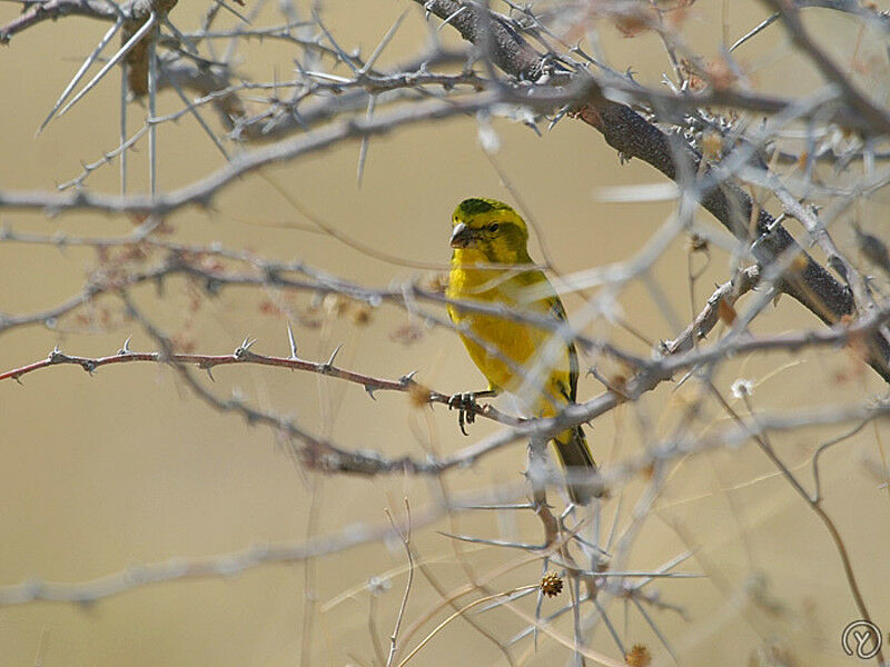 Serin de Sainte-Hélèneadulte, identification