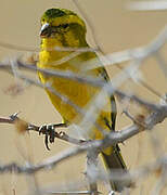 Serin de Sainte-Hélène