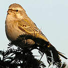 Serin de Sainte-Hélène