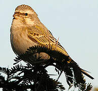 Serin de Sainte-Hélène