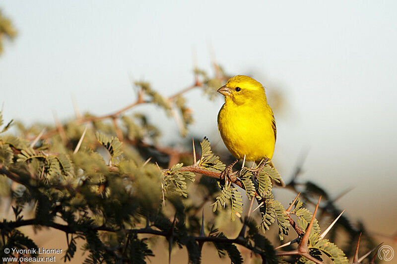 Yellow Canary male adult, identification