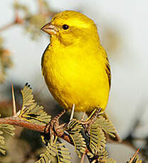 Serin de Sainte-Hélène