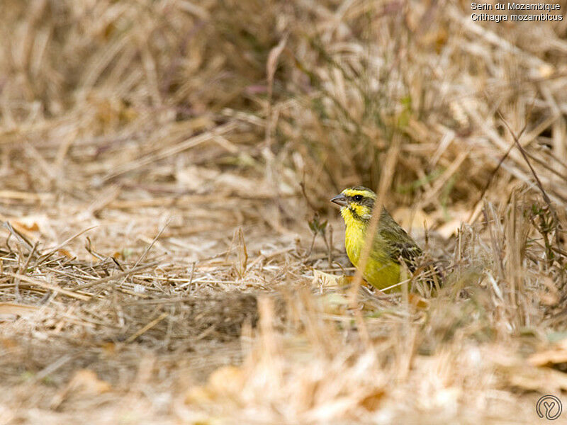 Serin du Mozambiqueadulte, identification