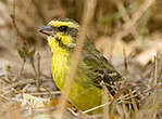 Serin du Mozambique