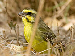 Yellow-fronted Canary