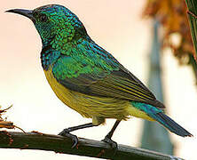 Collared Sunbird