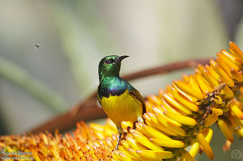 Collared Sunbird male adult, feeding habits