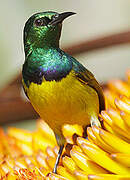 Collared Sunbird