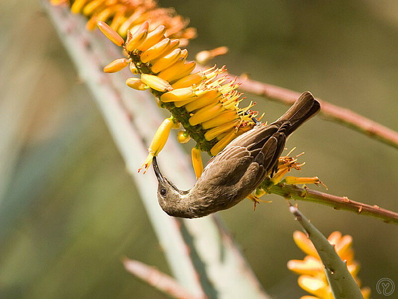 Scarlet-chested Sunbird female adult, identification