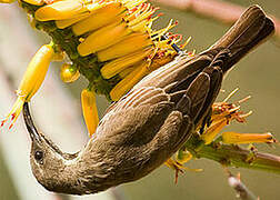 Scarlet-chested Sunbird