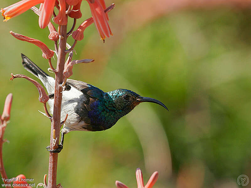 White-bellied Sunbirdadult, identification