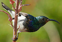 White-bellied Sunbird