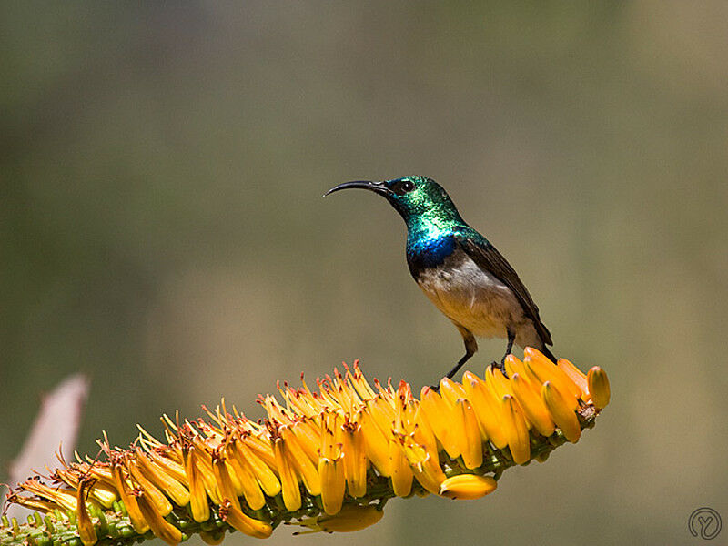 White-bellied Sunbird