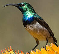 White-bellied Sunbird