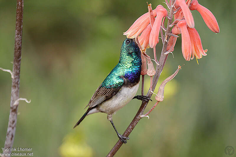 White-bellied Sunbirdadult, feeding habits, Behaviour