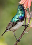 White-bellied Sunbird