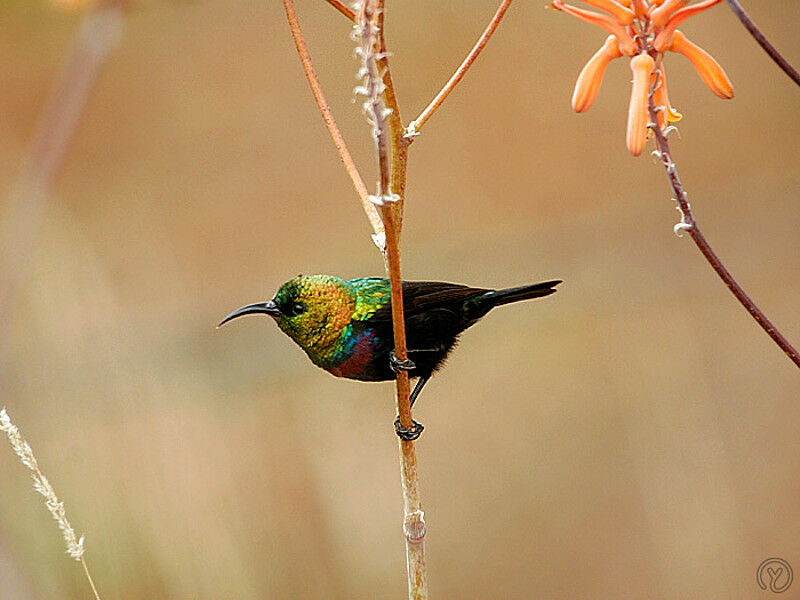 Purple-banded Sunbird