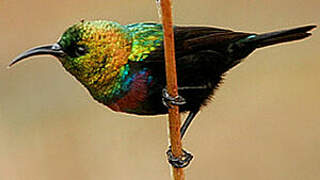 Purple-banded Sunbird