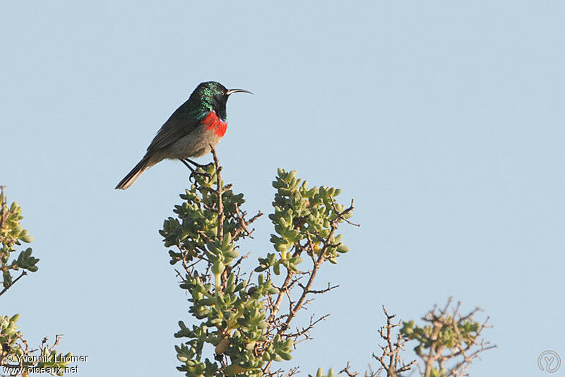 Southern Double-collared Sunbird male adult breeding, identification