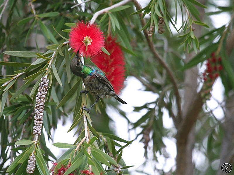 Marico Sunbird