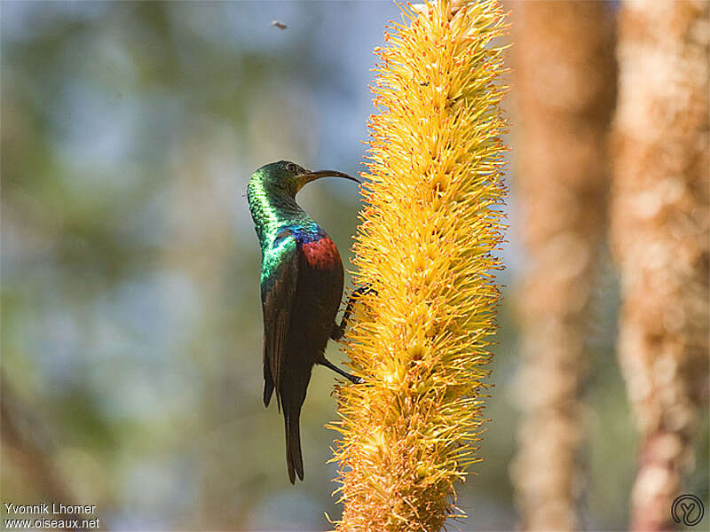 Marico Sunbird, identification