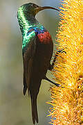 Marico Sunbird