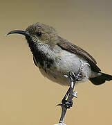 Dusky Sunbird