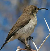 Dusky Sunbird