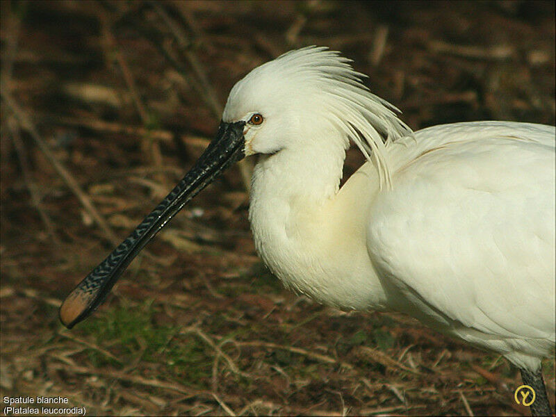 Eurasian Spoonbill