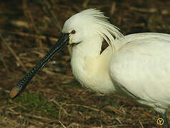 Eurasian Spoonbill