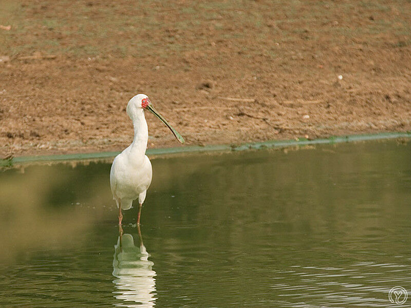 African Spoonbill