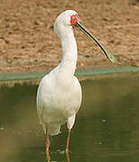 African Spoonbill