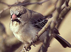 Scaly-feathered Weaver