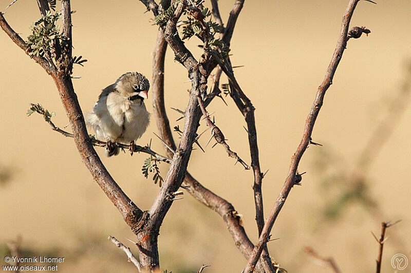 Scaly-feathered Weaver, identification