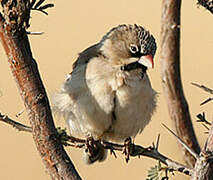 Scaly-feathered Weaver