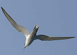 Sandwich Tern