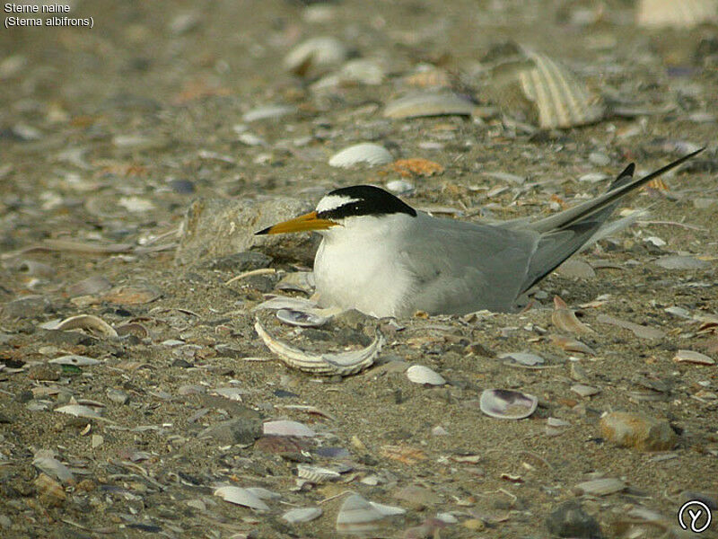 Little Tern